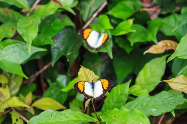 Güzel kelebek yakın çekim — Stok fotoğraf