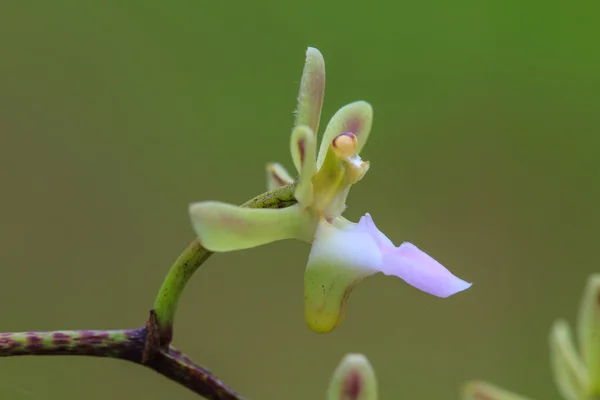 Vilda orkidéer i skogen i thailand — Stockfoto