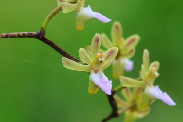 Wild orchids in forest of Thailand — Stock Photo, Image