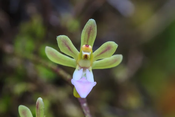 Orchidee selvatiche in foresta della Thailandia — Foto Stock