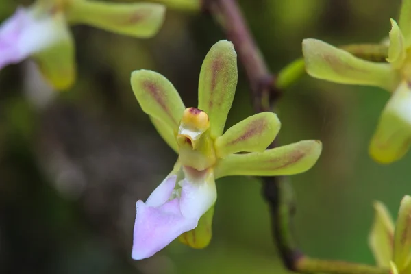 Yabani orkide Tayland orman — Stok fotoğraf