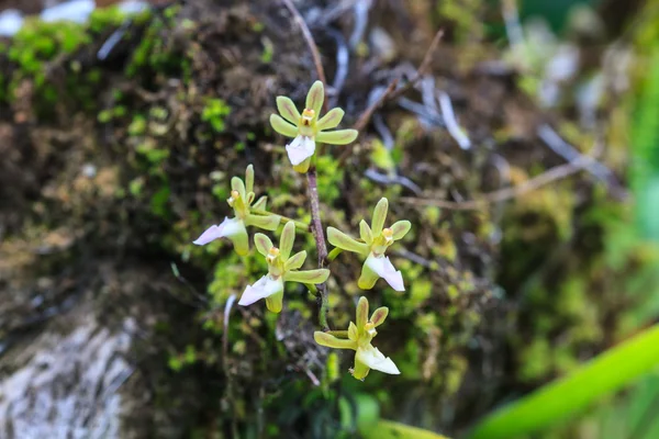 Wild orchids in forest of Thailand — Stock Photo, Image