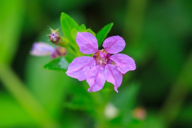 ormandaki güzel kır çiçeği