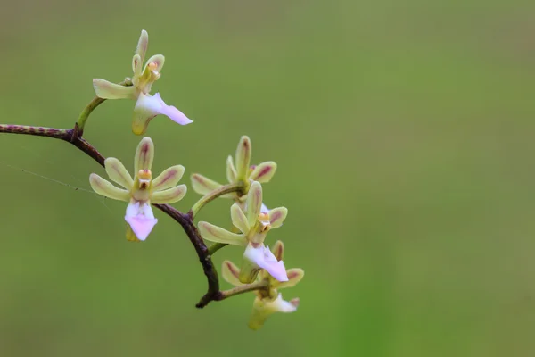 Orchidee selvatiche in foresta della Thailandia — Foto Stock
