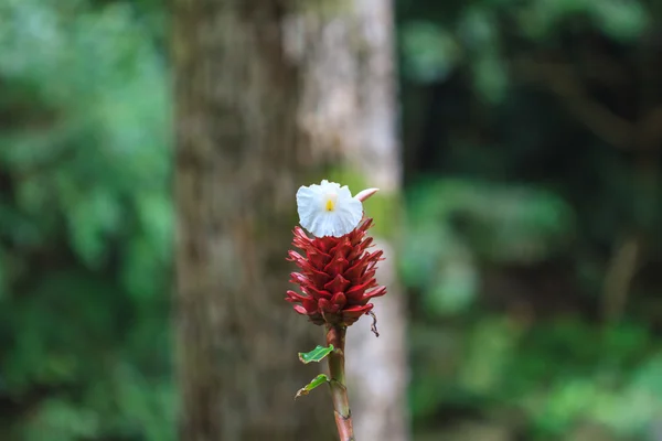 Costus speciosus w ogrodzie — Zdjęcie stockowe