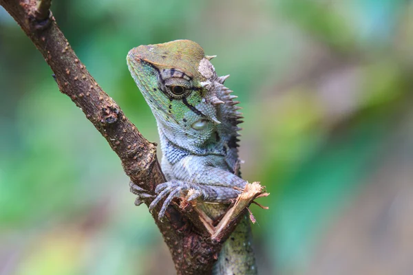 Lagarto de crista verde — Fotografia de Stock