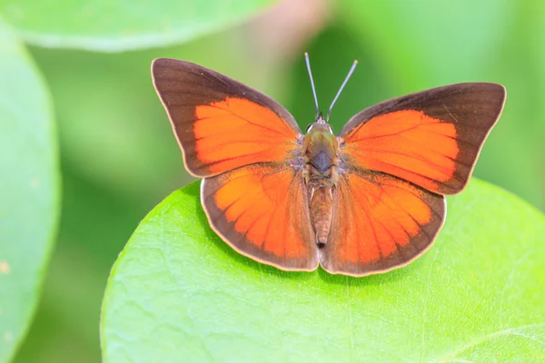 Beautiful Butterfly close up — Stock Photo, Image