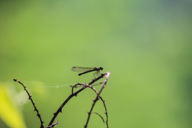 Yusufçuk bir dalda dinleniyor.