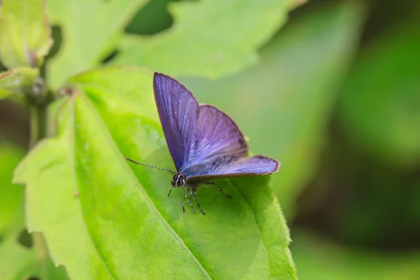 Piękny motyl z bliska — Zdjęcie stockowe