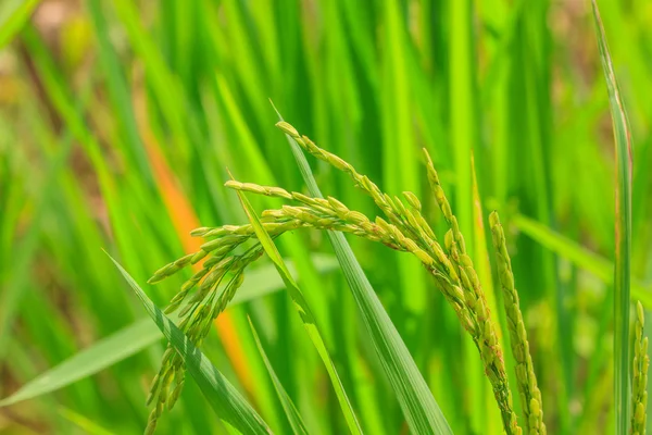 Arroz verde en el campo —  Fotos de Stock