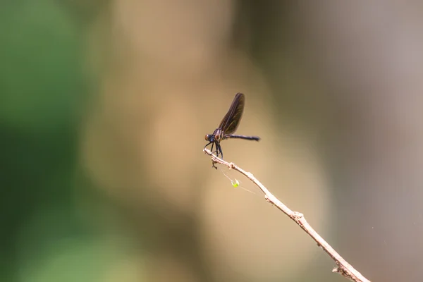 蜻蜓栖息在树枝上 — 图库照片
