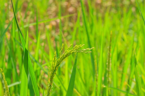 Green rice in the field — Stock Photo, Image