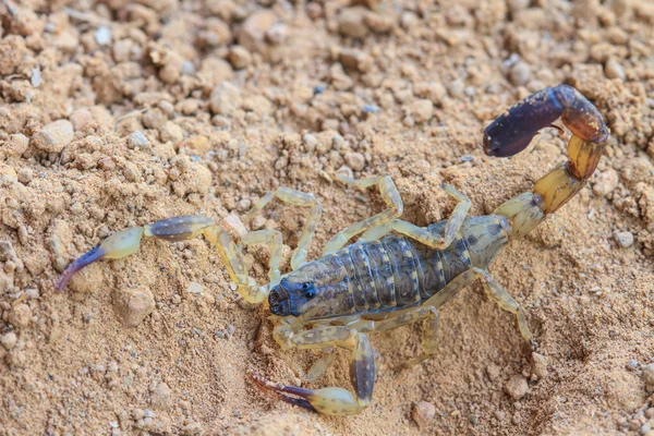 Scorpion på nära håll — Stockfoto