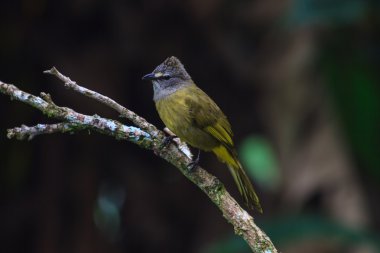 güzel sarımtırak bulbul