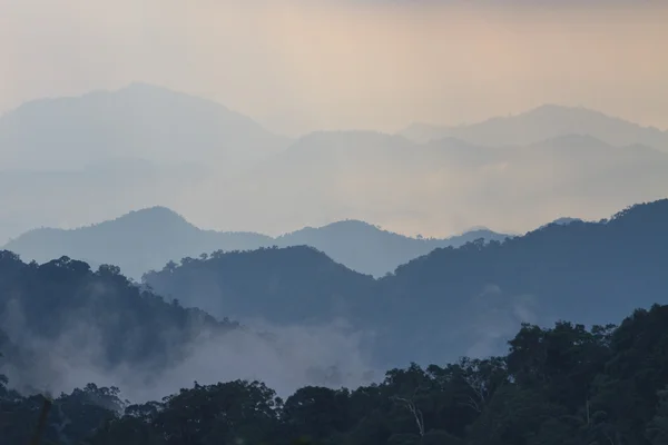 Ciemny Las marzycielski z mgły — Zdjęcie stockowe