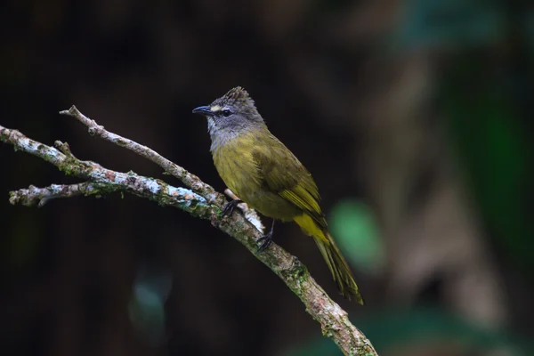 Schöne aromatische bulbul — Stockfoto