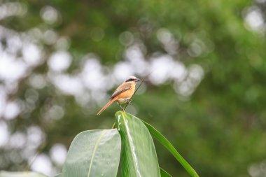 Durağındayım Brown örümcek kuşu
