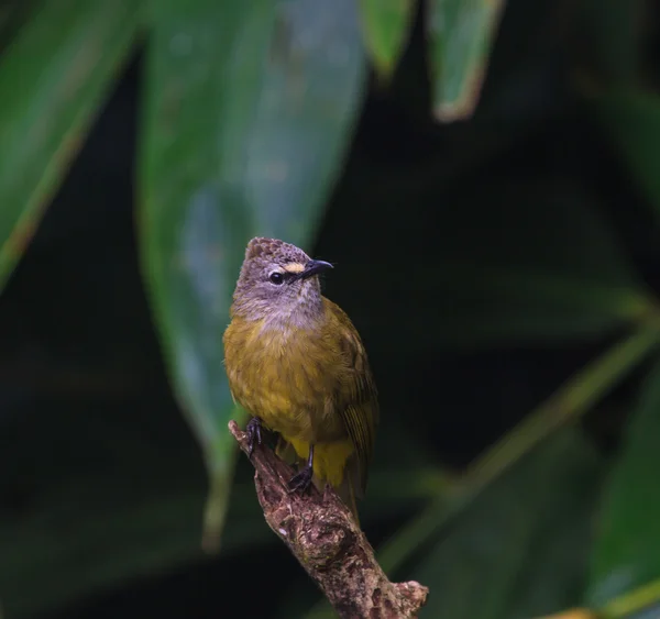 Schöne aromatische bulbul — Stockfoto