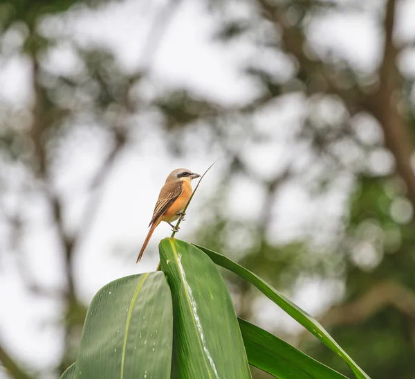 Beautifu Brown Shrike — Stockfoto