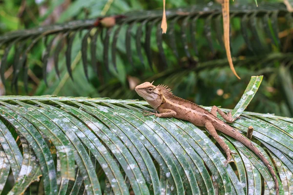 Gröna crested ödla — Stockfoto