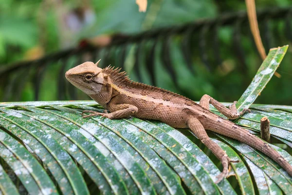 Gröna crested ödla — Stockfoto