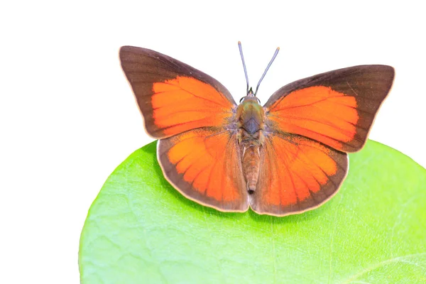 Beautiful Butterfly on background — Stock Photo, Image