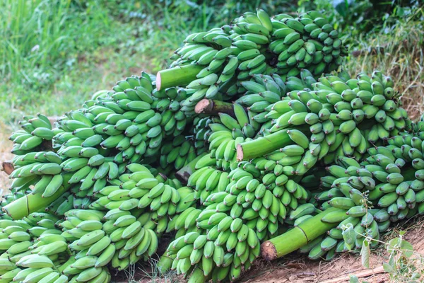 Bananas,Thai cultivated banana — Stock Photo, Image