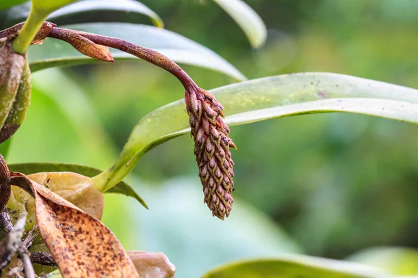 Wilde orchideeën in bos van thailand — Stockfoto
