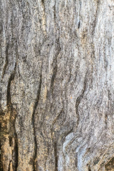 Textura da madeira da casca — Fotografia de Stock