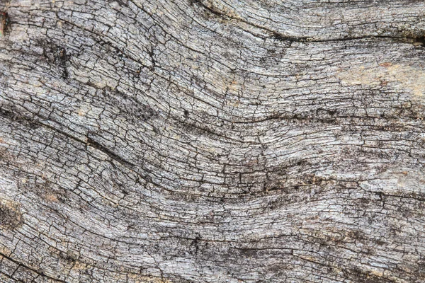 Texture du bois d'écorce — Photo