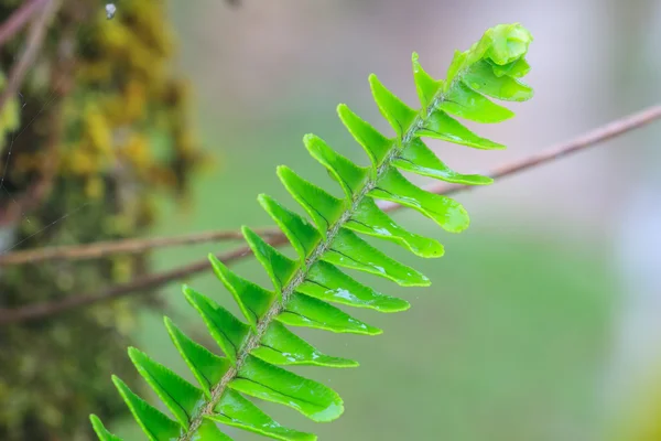 Папороть leaf крупним планом — стокове фото