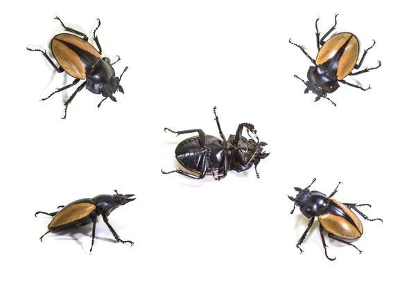 Set van bug tot het genus Odontolabis — Stockfoto