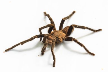 Tarantula Isolated beyaz arka plan üzerinde