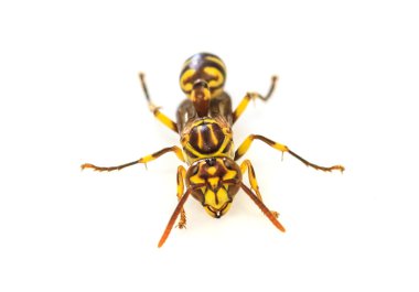 Beyaz arkaplanda yaban arısı izole