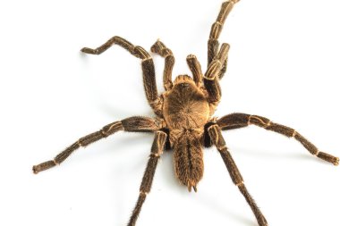 Tarantula Isolated beyaz arka plan üzerinde
