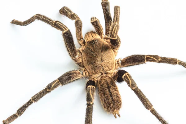 Tarantula απομονωμένη σε άσπρο φόντο — Φωτογραφία Αρχείου