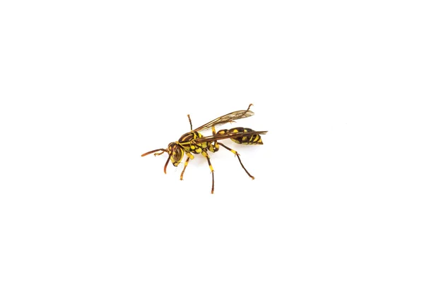 Wasp isolated on white background — Stock Photo, Image