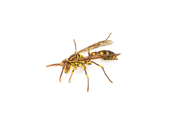 Wasp isolated on white background — Stock Photo, Image