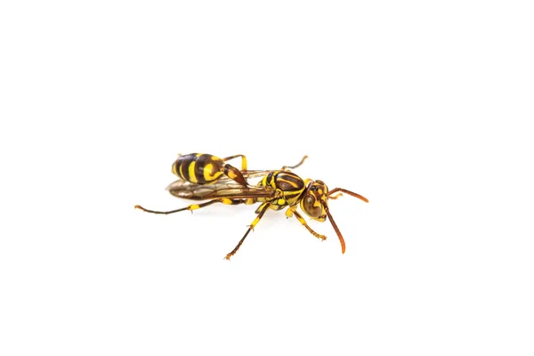 Wasp isolated on white background — Stock Photo, Image