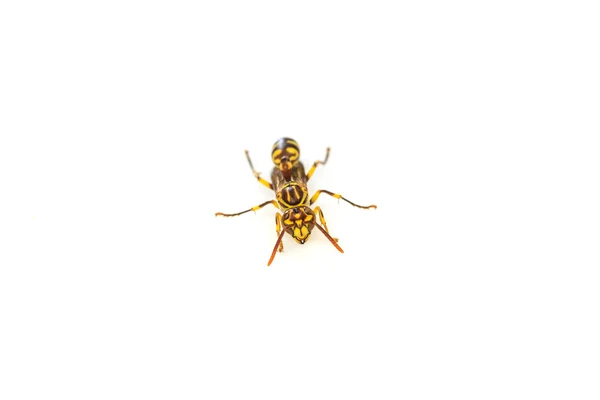 하얀 배경에 고립된 말벌 — 스톡 사진