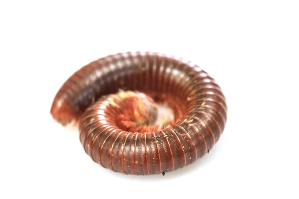 Millipede on white background — Stock Photo, Image