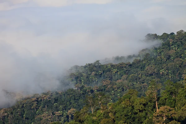 Fog and cloud mountain valley landscape — Stock Photo, Image