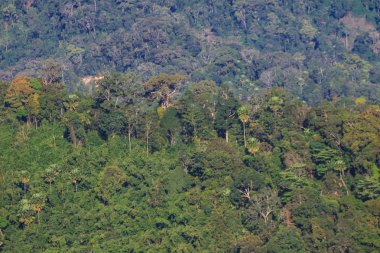 yağmur ormanının içinde ağaç