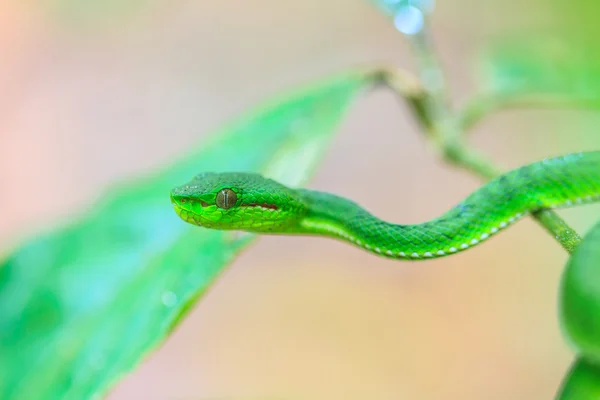 Green pit viper snake — Stock Photo, Image