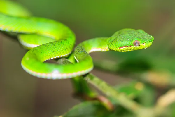 Green pit viper snake — Stock Photo, Image