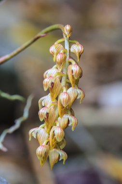 yabani orkide Tayland orman