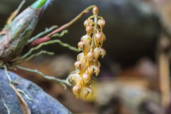 Wild orchids in forest of Thailand — Stock Photo, Image