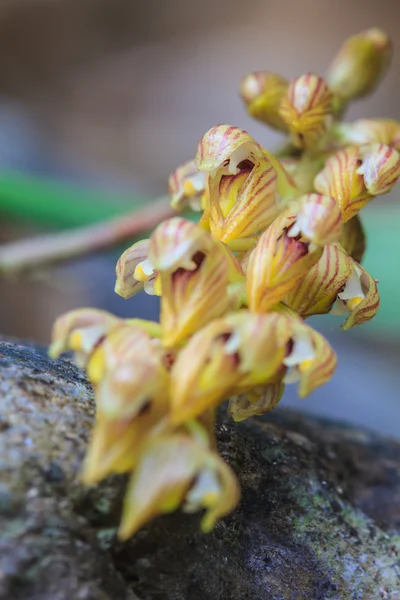 Vilda orkidéer i skogen i thailand — Stockfoto