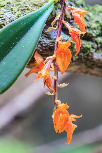 Wilde orchideeën in bos van thailand — Stockfoto