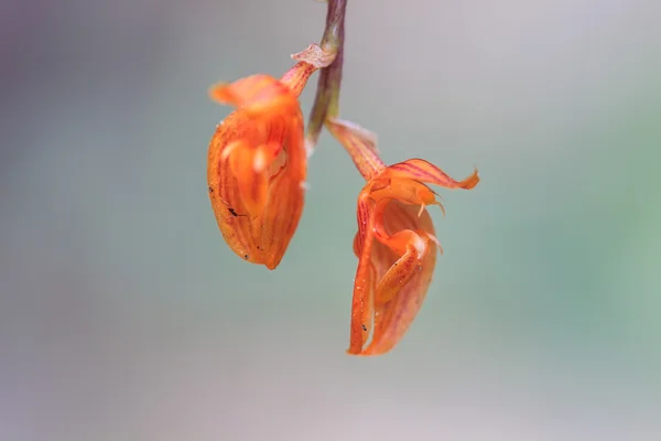 Orquídeas silvestres en el bosque de Tailandia — Foto de Stock